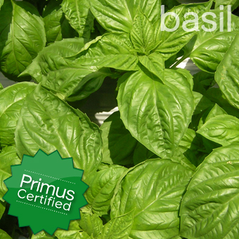 Basil