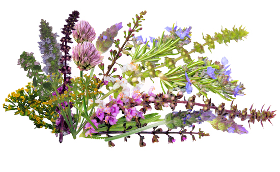 Herb-Flower