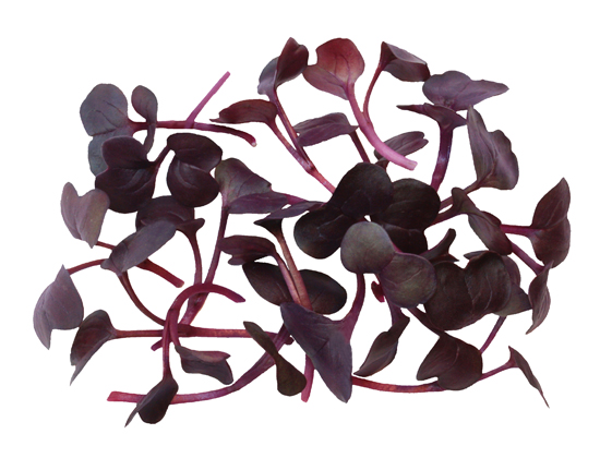 Micro-Radish-Ruby